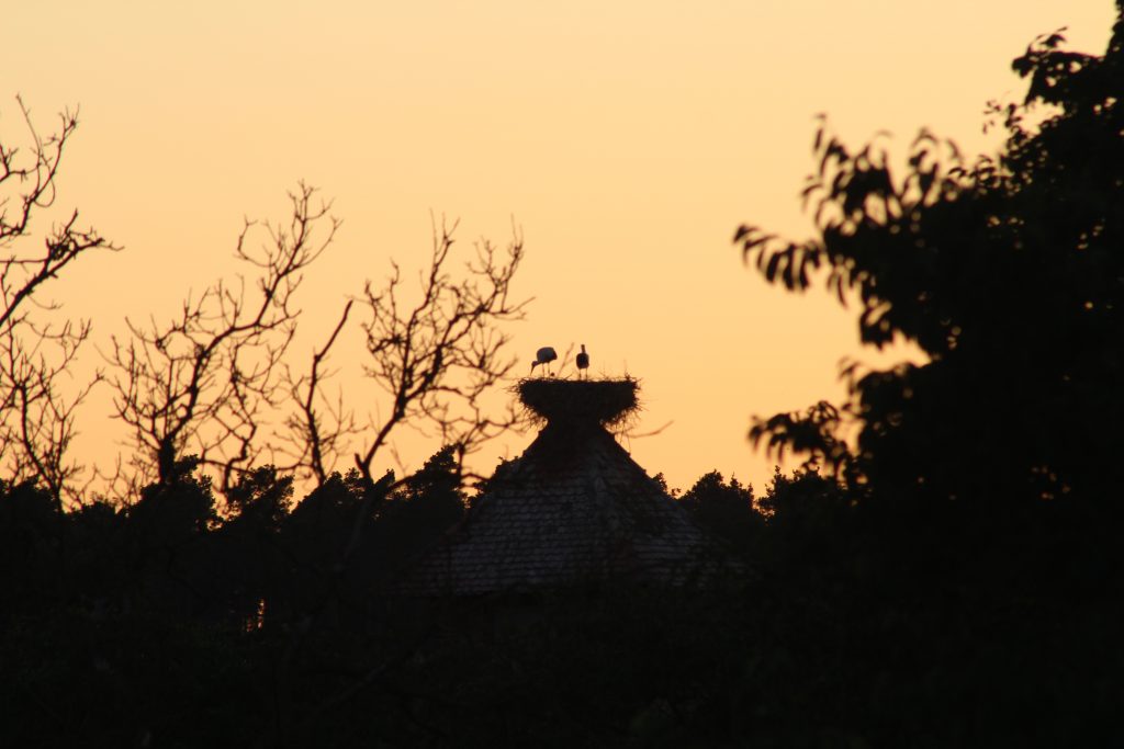 Storchennest mit Storchenpaar in Bülitz (Altmark) vor untergehender Sonne